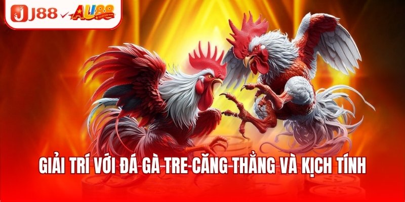 Giải trí với đá gà tre căng thẳng và kịch tính